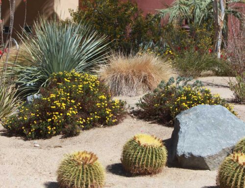 Transform Your Yard – Save Water, Earn Rebates!