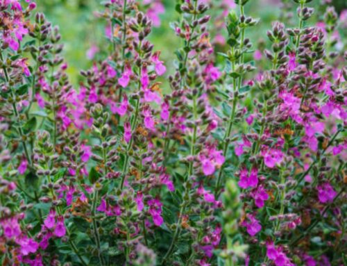 Plant Of The Month: Creeping Germander (Teucrium Chamaedrys “Prostratum”)