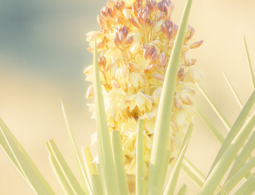 Plant of the Month: Banana Yucca (Yucca baccata)