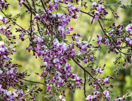 Plant of the Month: Desert Ironwood (Olneya Tesota)