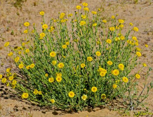 Plant of the Month: Desert Marigold (Baileya Multiradiata)