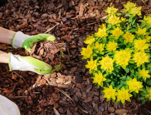 Landscaping Tip of the Month: Refresh Mulch to Protect Plants and Save Water