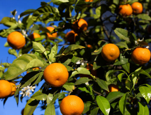 Plant of the Month: Orange Tree (Citrus Sinensis)