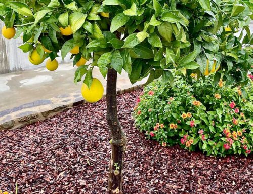 Landscaping Tip of the Month: Prepare Plants for Spring Growth