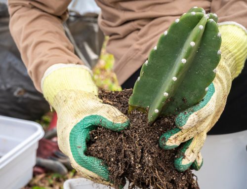 April is National Garden Month