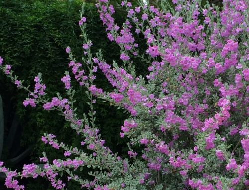 Plant of the Month: Texas Ranger Bush (Leucophyllum frutescens)