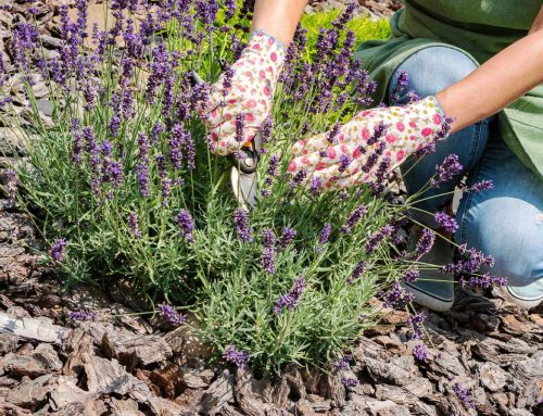 Landscaping Tip of the Month: Fine Tune Your Landscape Care Routine