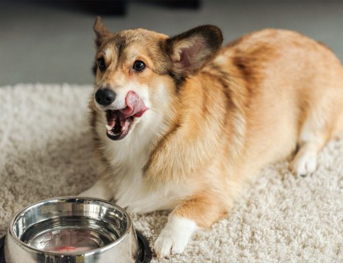 Keep Them Happy — It’s National Pet Hydration Month!