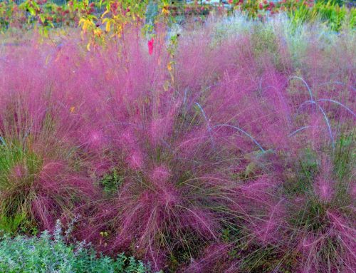 Plant of the Month: Pink Muhly Grass (Muhlenbergia capillaris)