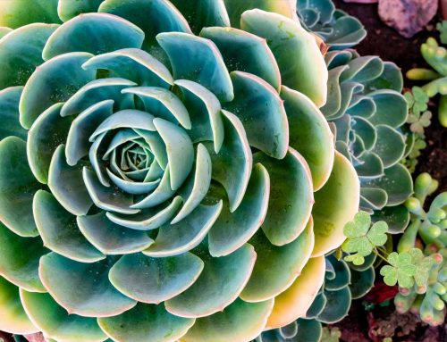 Plant of the Month:  Artichoke Cactus (Obregonia denegrii)