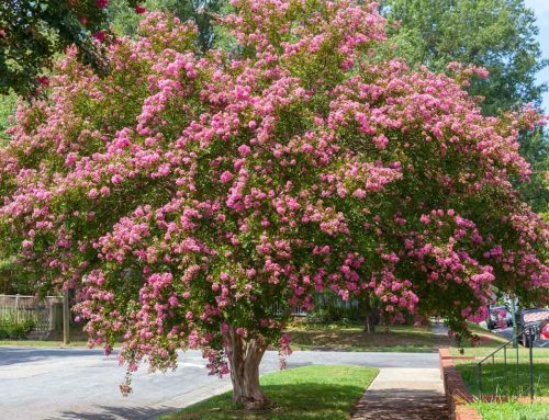 Plant of the Month: Crape Myrtle (Lagerstroemia indica)