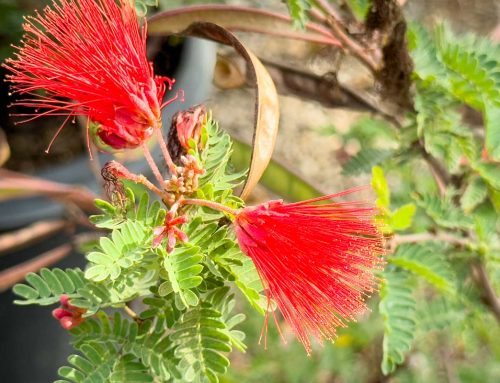 Plant of the Month: Baja Fairy Duster (Calliandra californica)