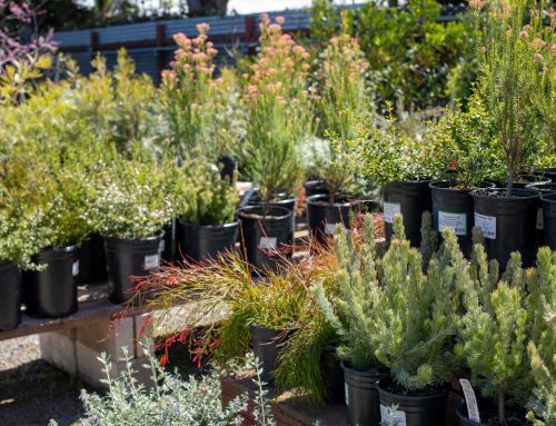 Landscaping Tip of the Month: Prepare Now for Fall Planting