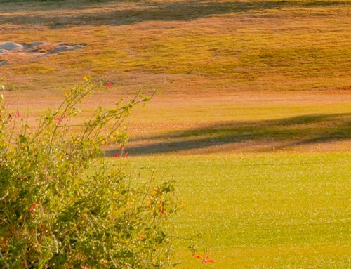 Skip Overseeding – Go Gold