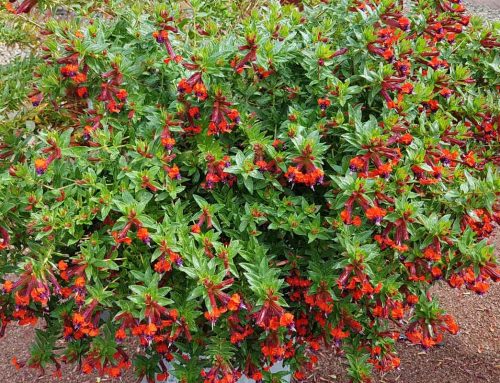 Plant of the Month: Bat-Faced Cuphea (Cuphea llavea)