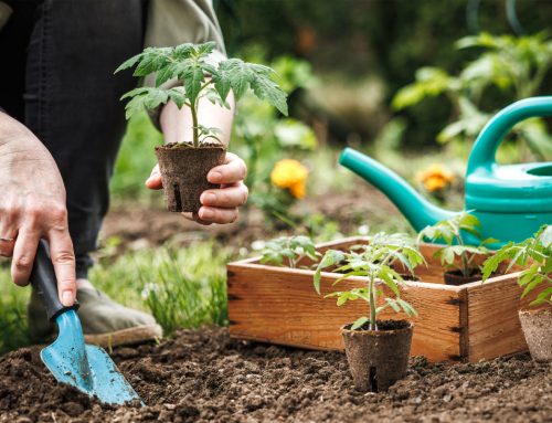 Landscaping Tip of the Month: October Is a Great Time to Plant